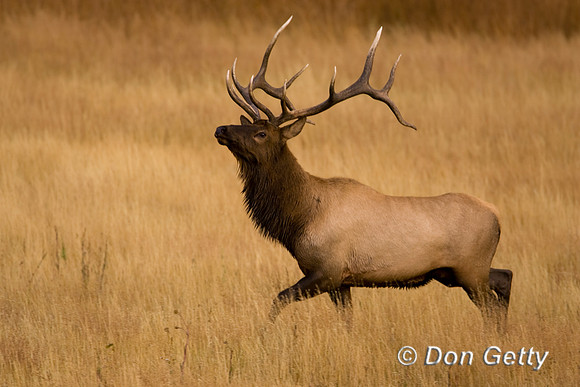 Elk_MR8D1216