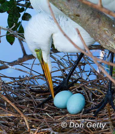 Great Egret