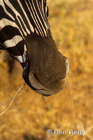 Zebra_P_Z2F9840
