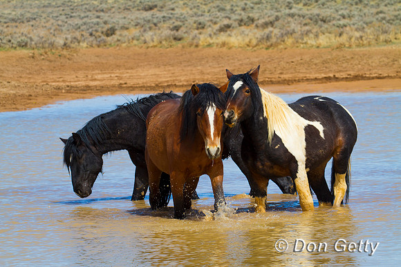 Horse_IMG_0609