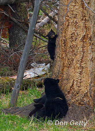 Black Bear