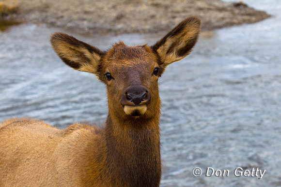 Elk_Z2F9543
