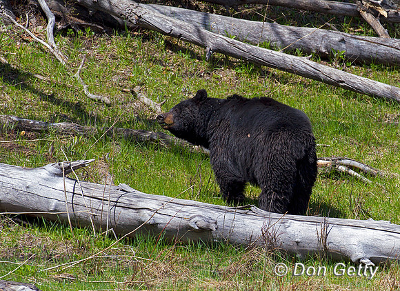 Black Bear