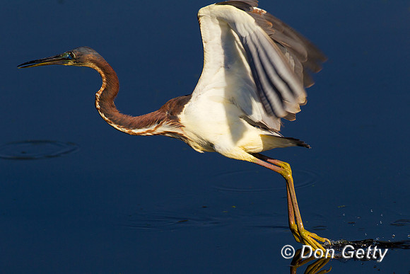 Heron_Tri-colored_Z2F2214