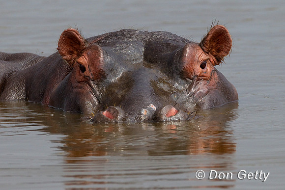 Hippo_Z2F5424