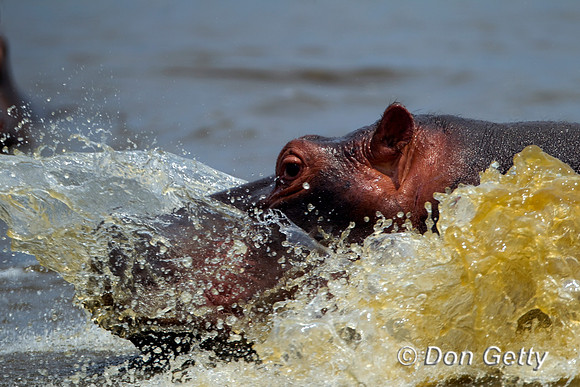 Hippo_Z2F5303