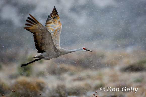 Sandhill Crane
