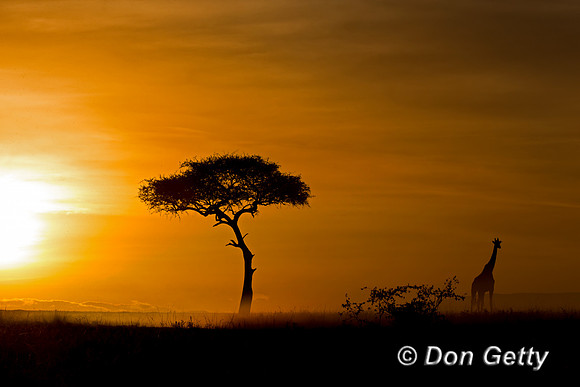 "Giraffa camelopardalis tippelskirchi", Giraffe, Kenya, Masai, "Masai Mara National Reserve", Sunrise