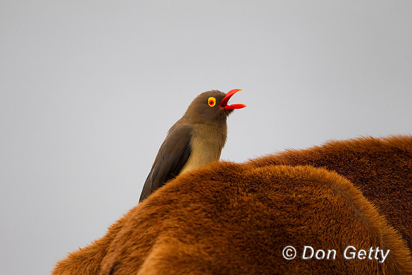 Oxpecker_RB_Z2F7314