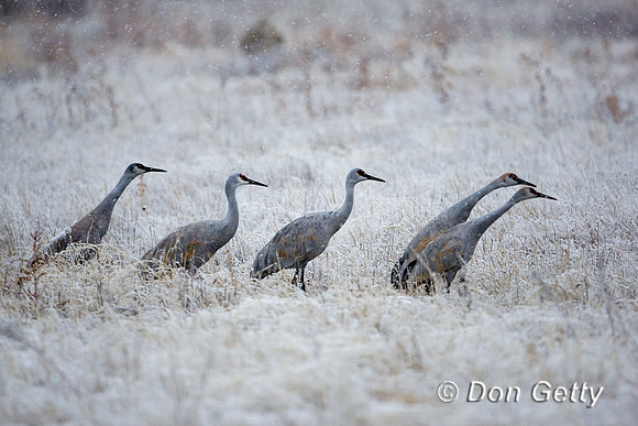 Sandhill Crane