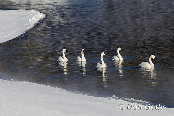 Swan_Tr_Z2F9132