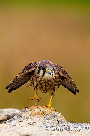 Kestrel_BZ2F6777