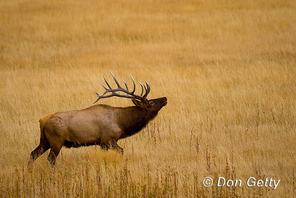 Elk_D4B8014