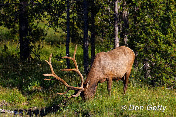 Elk_Z2F7453