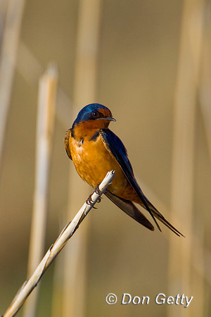 Swallow_Brn_D4B1709
