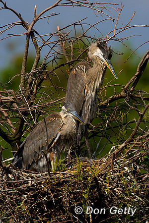 Heron_Grt_Blue_D4B7595