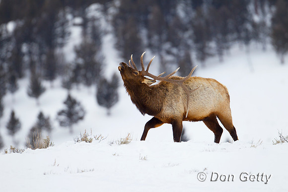 Elk_Z2F9300