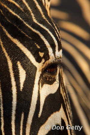 Zebra_P_Z2F9821