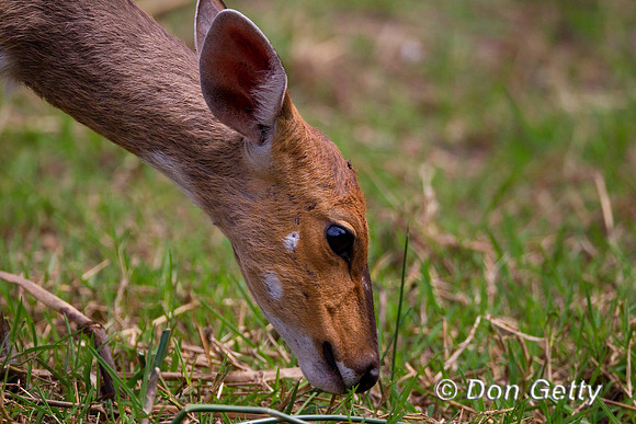 Bushbuck_Z2F4265