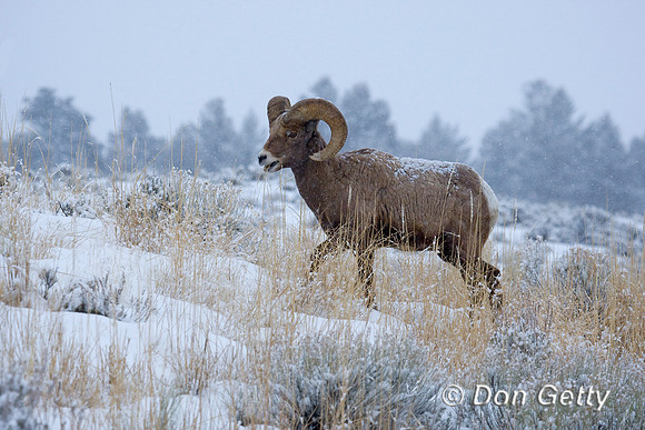 Bighorn Sheep