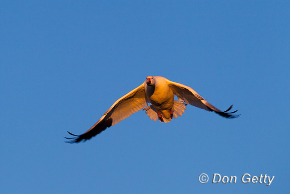 Snow Goose