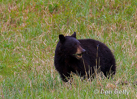 Black Bear