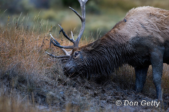 Elk_R8D6706