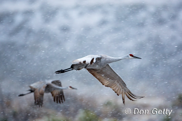 Sandhill Crane