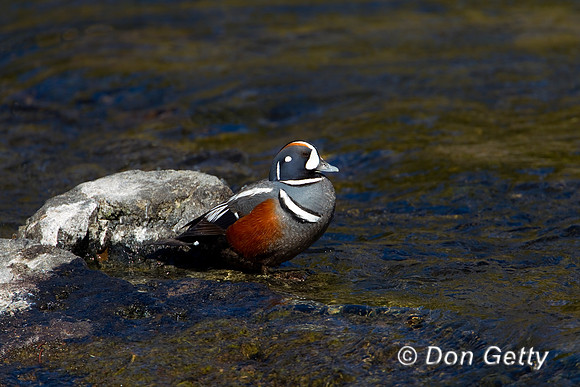 Harlequin Duck