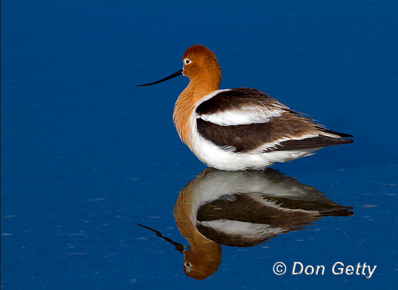 Avocet