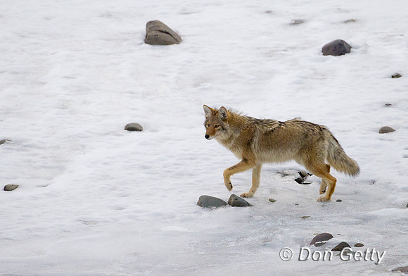 Coyote_Z2F8157
