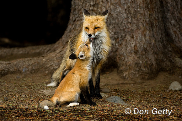 Fox_Red_D4B9656
