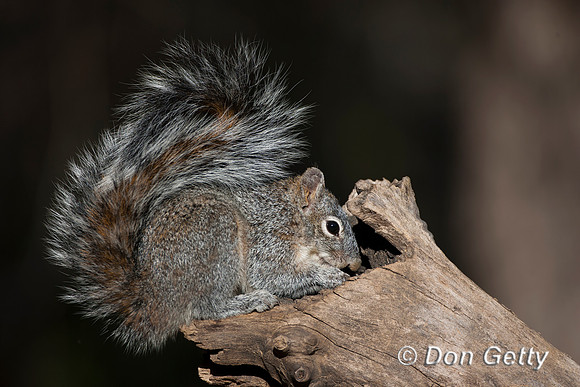 Squirrel_AZ-G_MR8D5029