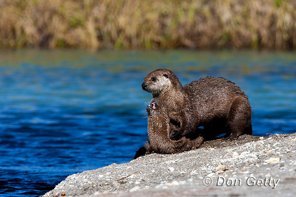 Otter_River_D4B8235