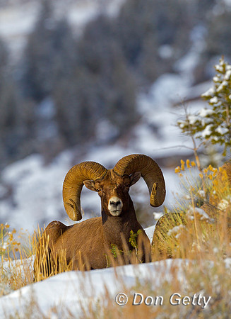 Sheep BH_Z2F4725
