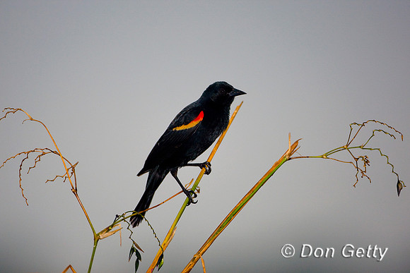 Red-winged Blackbird