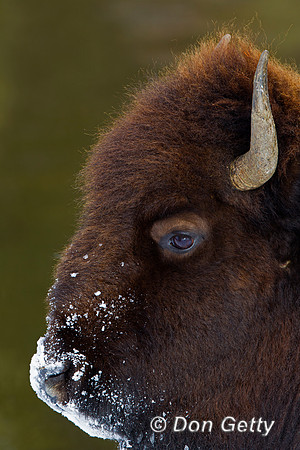 Bison, "Bison bison", Buffalo, Wyoming, "Yellowstone National Park"
