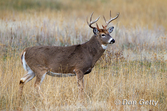 Deer_WtTl_Z2F9812
