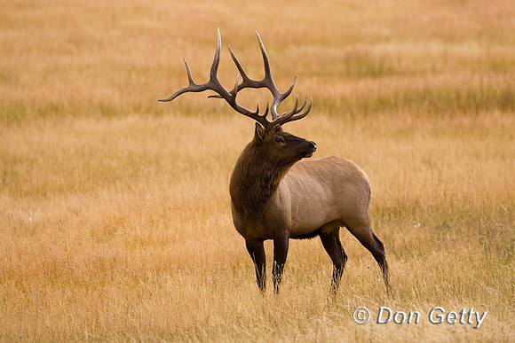 Elk_MR8D1163