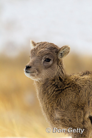Bighorn Sheep