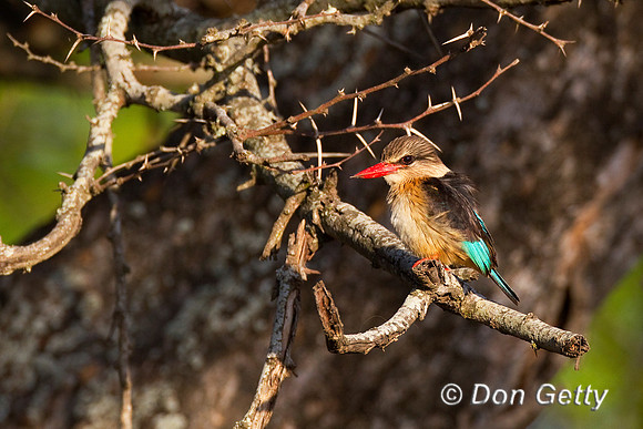 Kingfisher_BH_Z2F9300