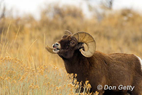 Bighorn Sheep