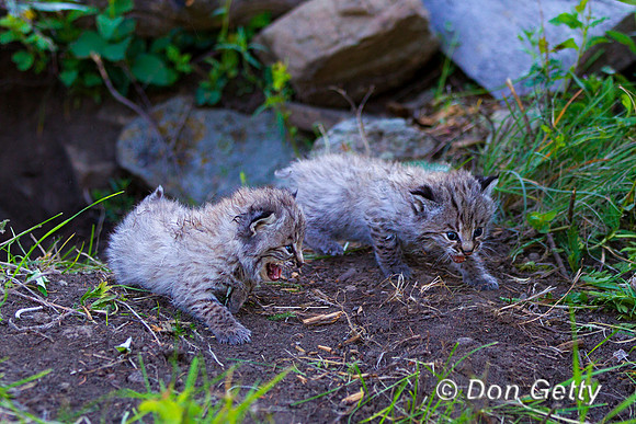 Bobcat_Z2F2749