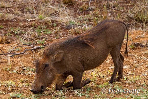 Warthog_MG_5869