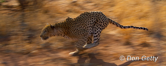 Leopard_MG_4906