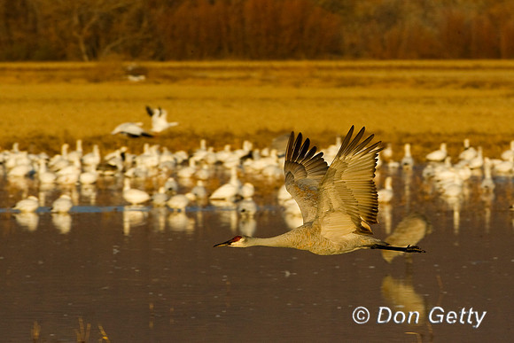 Sandhill Crane