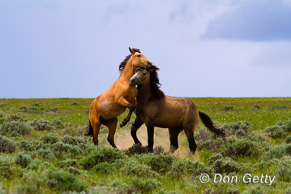 Horse_MG_7106