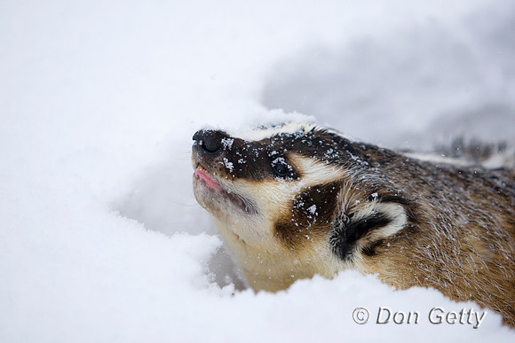 Badger