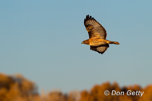 Harrier_N_Z2F3379
