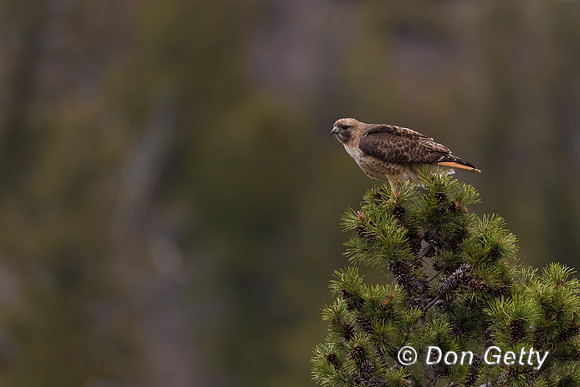 Red-tailed Hawk